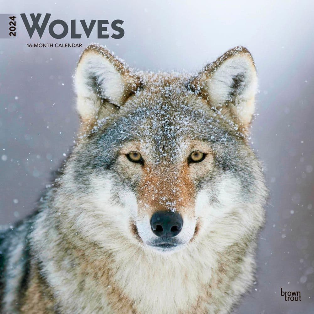 Wolves 2024 Wall Calendar