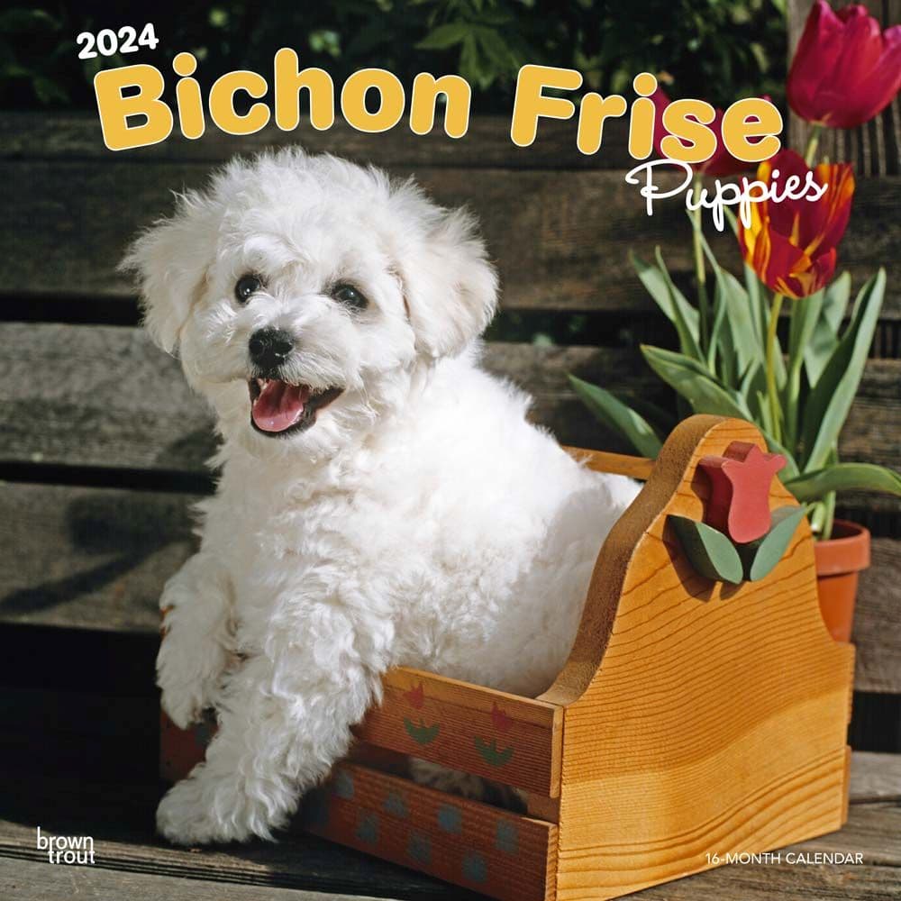 Bichon Frise Puppies 2024 Wall Calendar