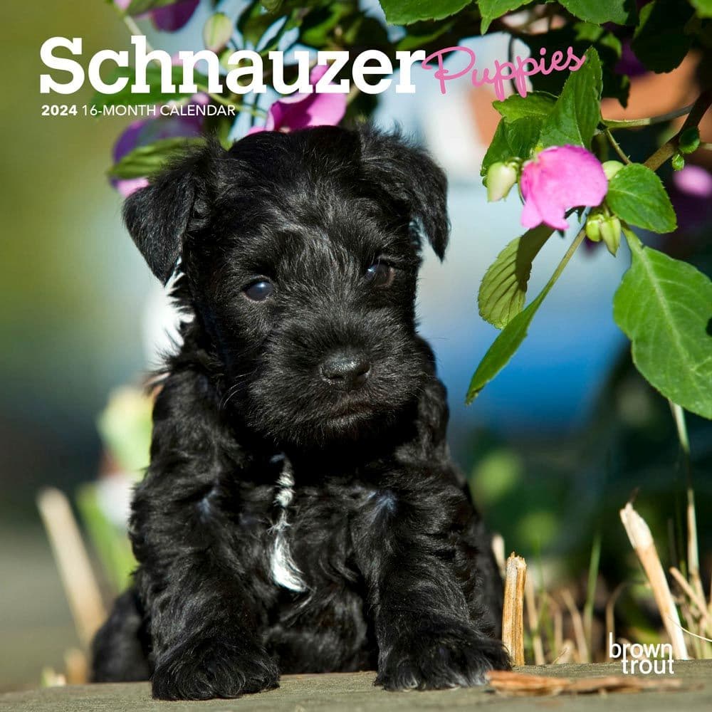 Schnauzer Puppies 2024 Mini Wall Calendar