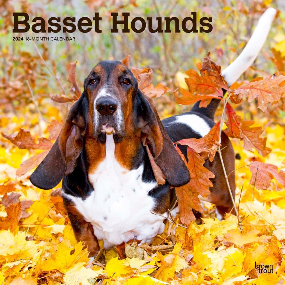 Basset Hounds 2024 Wall Calendar