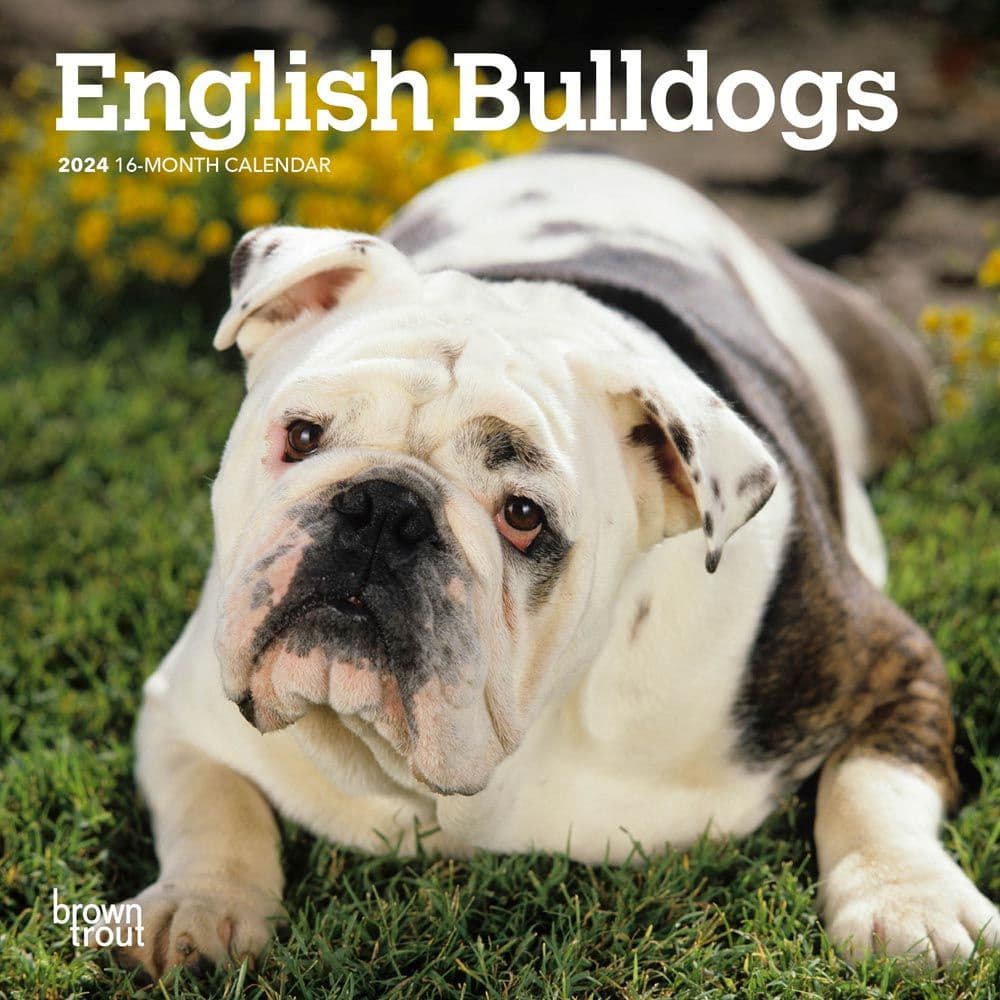 Bulldogs 2024 Mini Wall Calendar