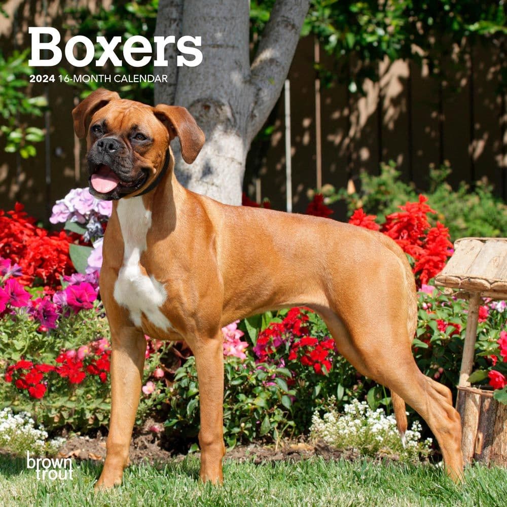 Boxers International Edition 2024 Mini Wall Calendar