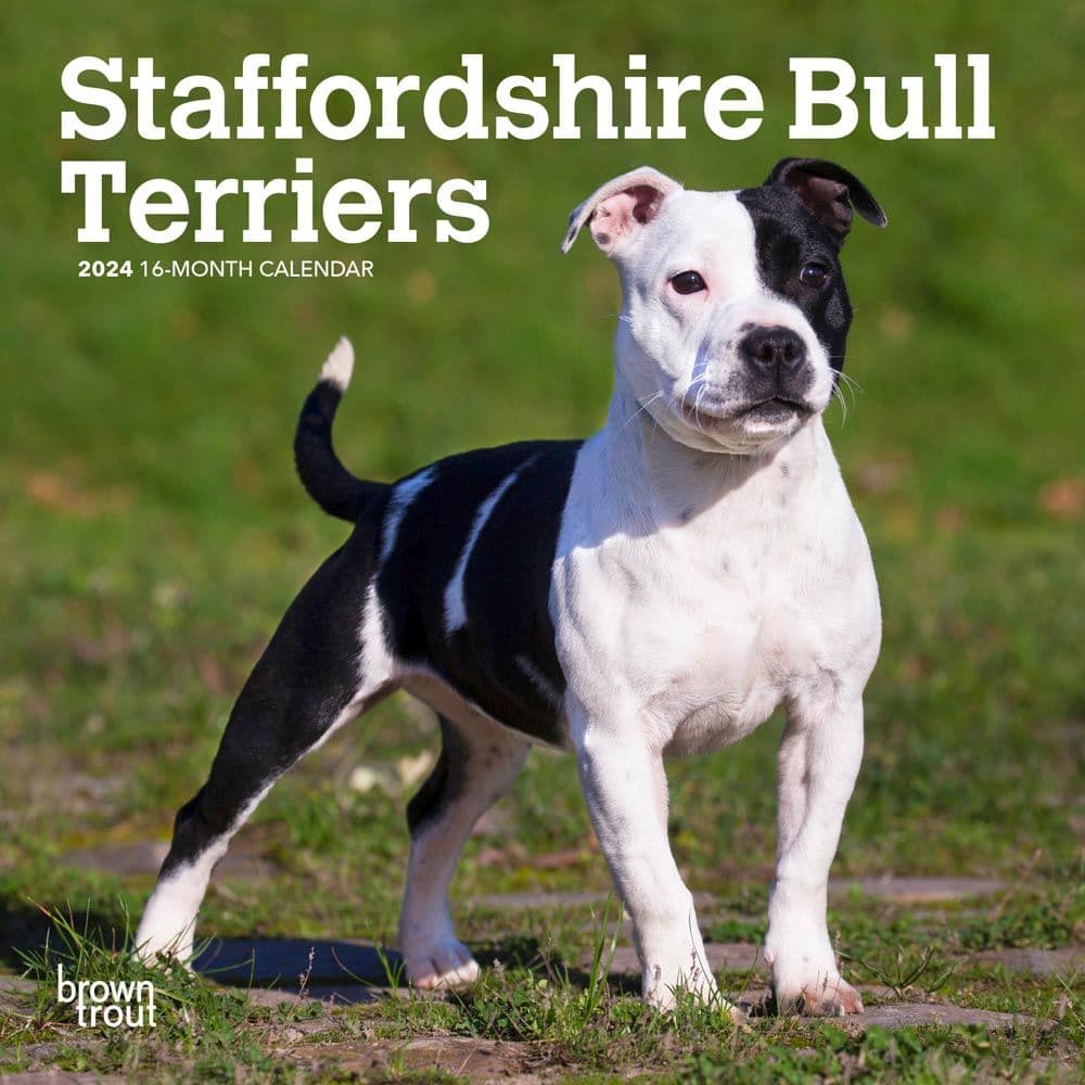 Staffordshire Bull Terriers 2024 Mini Wall Calendar