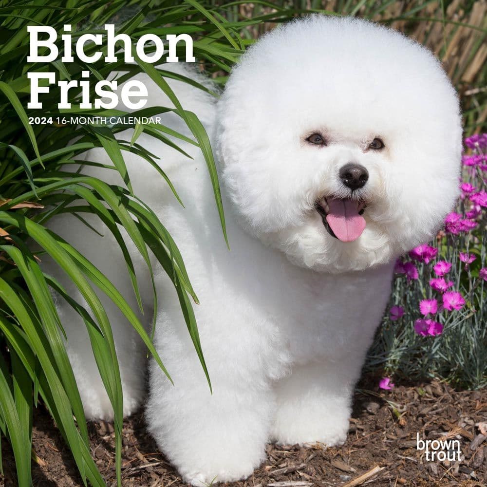 Bichon Frise 2024 Mini Wall Calendar