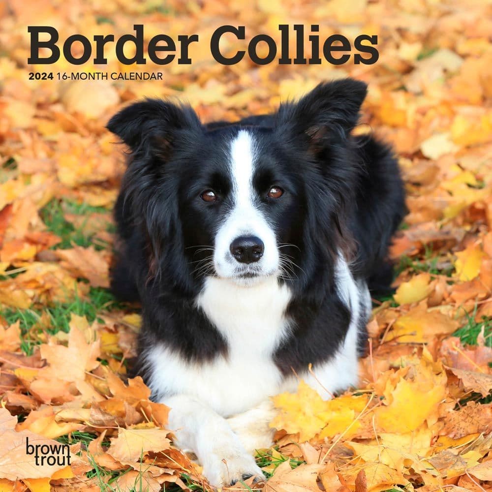 Border Collies 2024 Mini Wall Calendar