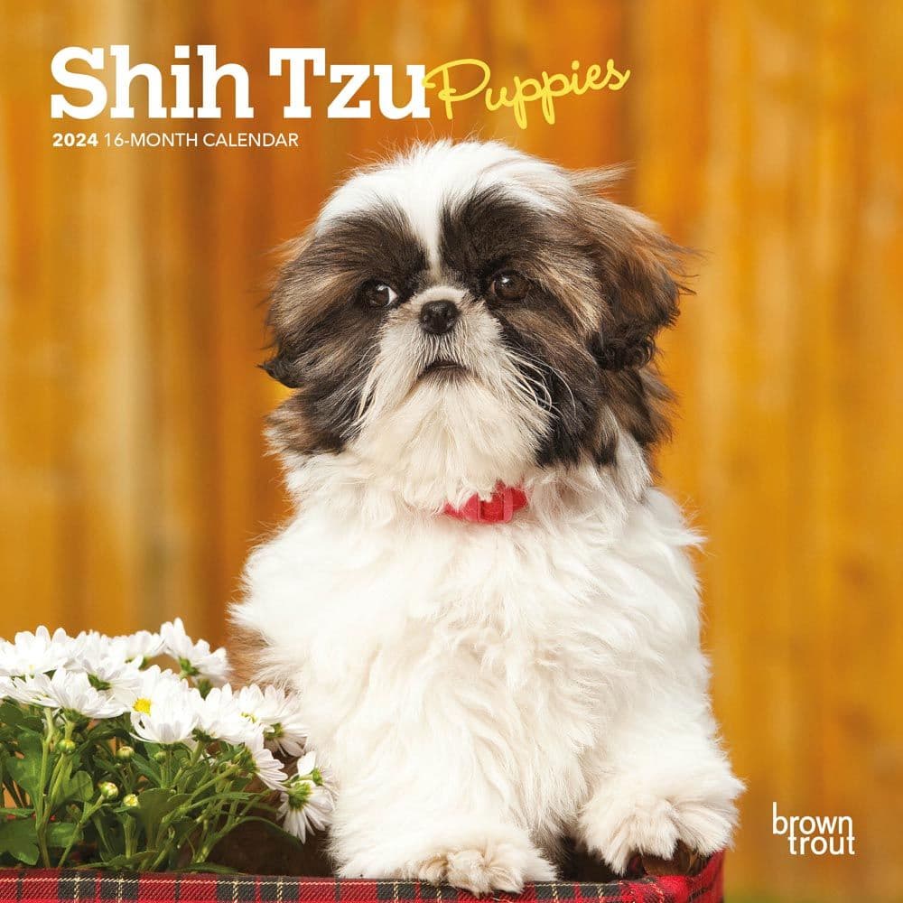 Shih Tzu Puppies 2024 Mini Wall Calendar