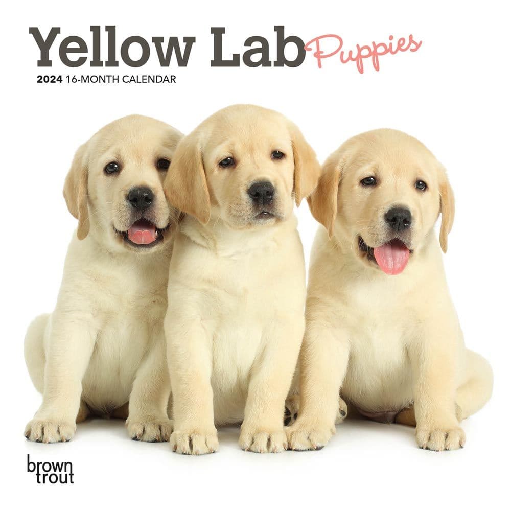 Lab Yellow Puppies 2024 Mini Wall Calendar