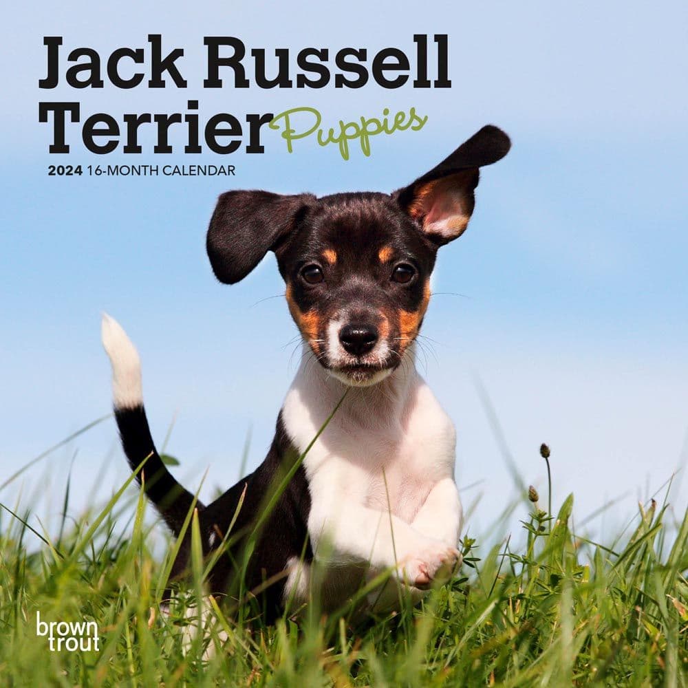 Jack Russell Terrier Puppies 2024 Mini Wall Calendar