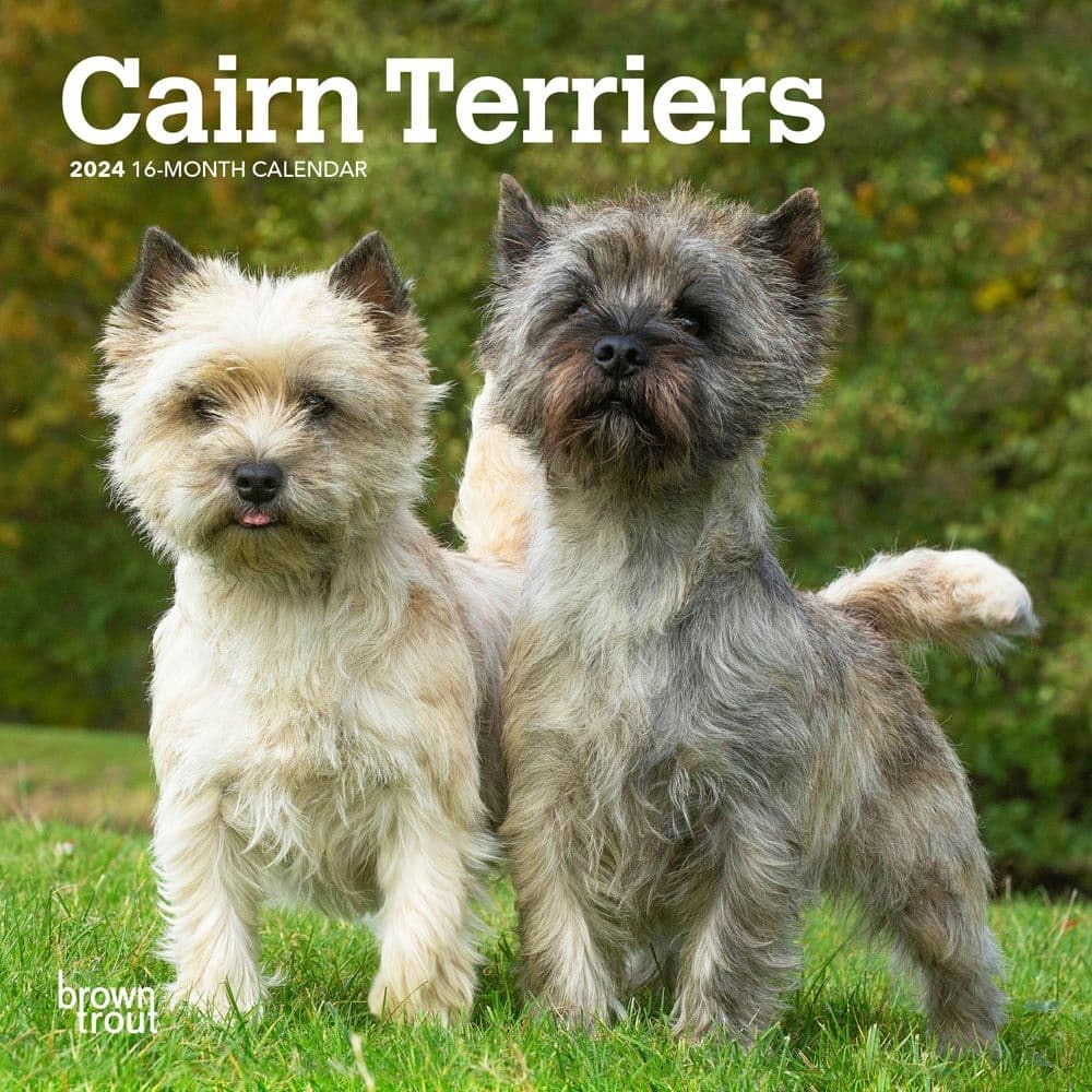 Cairn Terriers 2024 Mini Wall Calendar