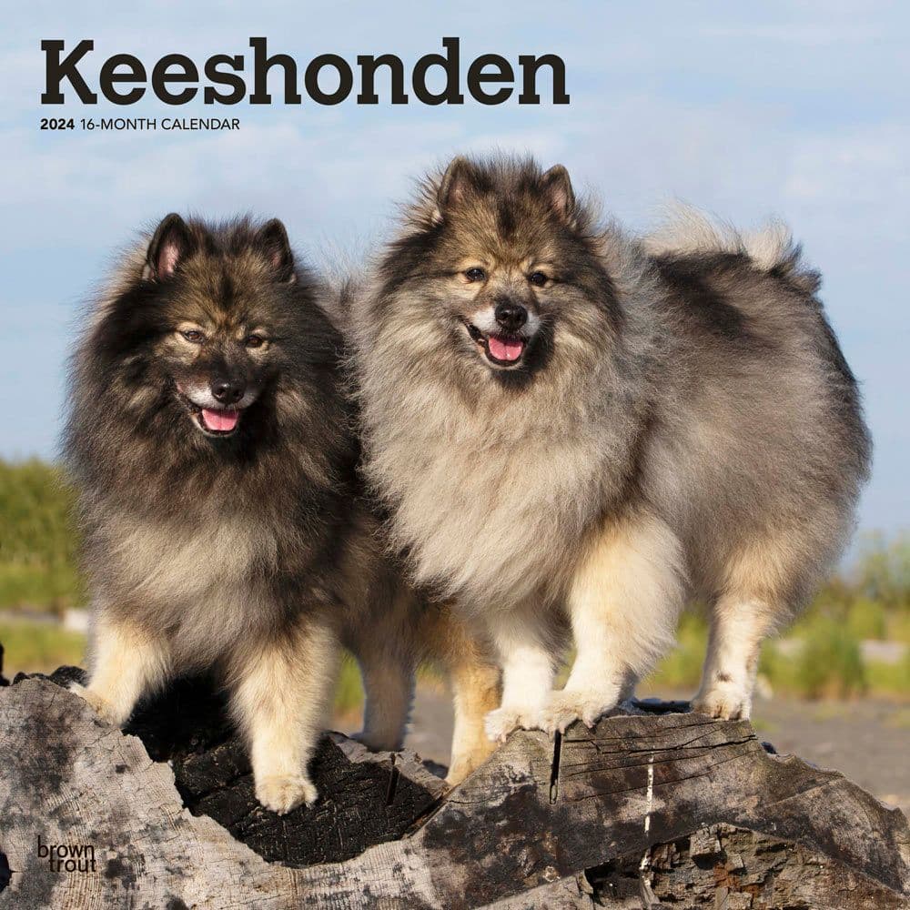 Keeshonden 2024 Wall Calendar