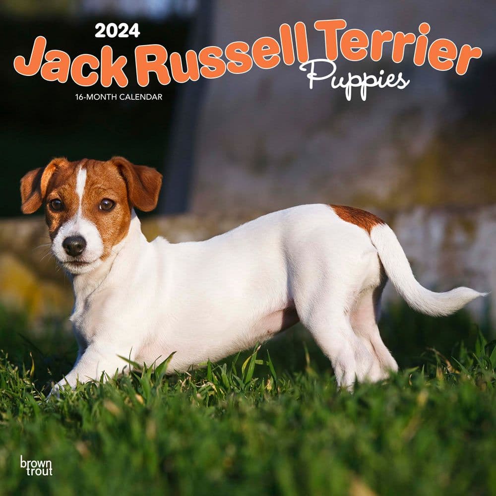 Jack Russell Terrier Puppies 2024 Wall Calendar