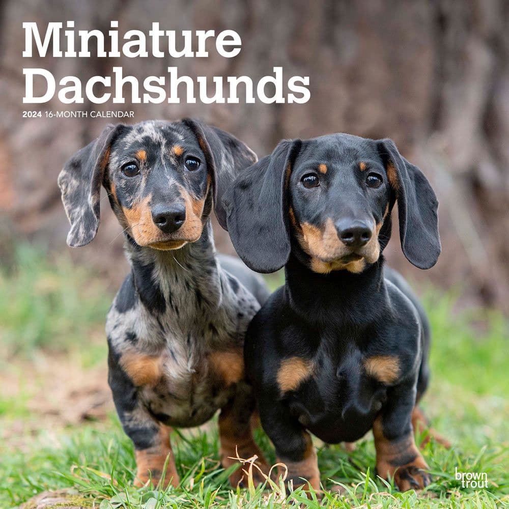 Miniature Dachshund 2024 Wall Calendar