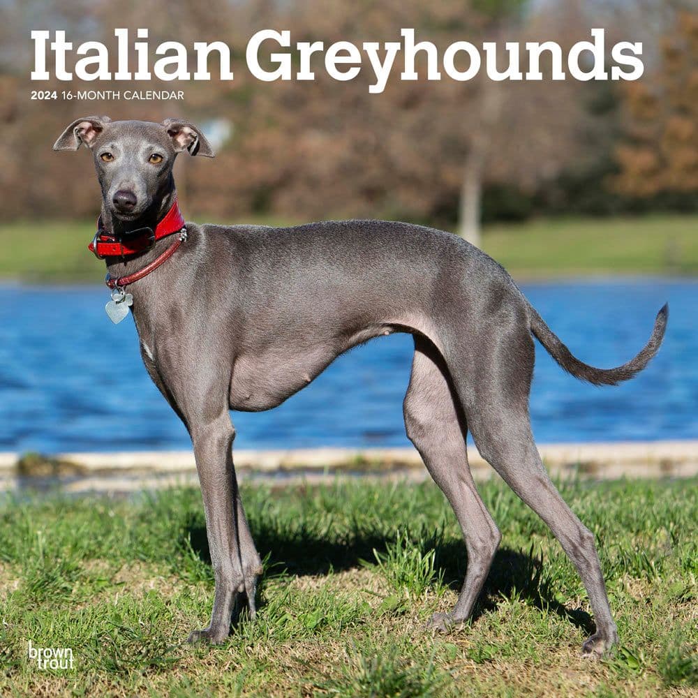 Italian Greyhounds 2024 Wall Calendar