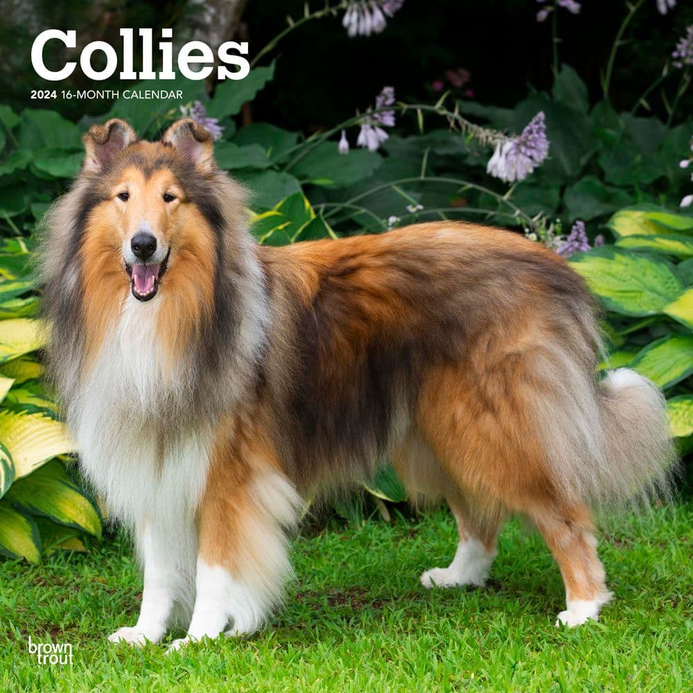 Collies  2024 Wall Calendar