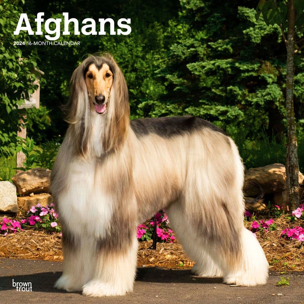 Afghans 2024 Wall Calendar