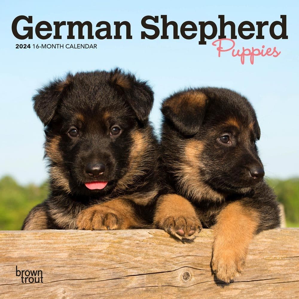 German Shepherd Puppies 2024 Mini Wall Calendar