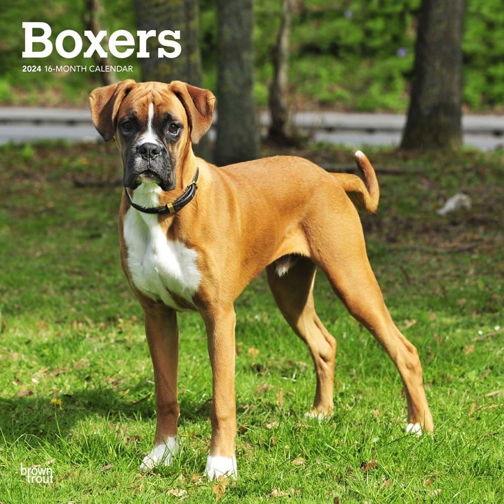 Boxers International 2024 Wall Calendar