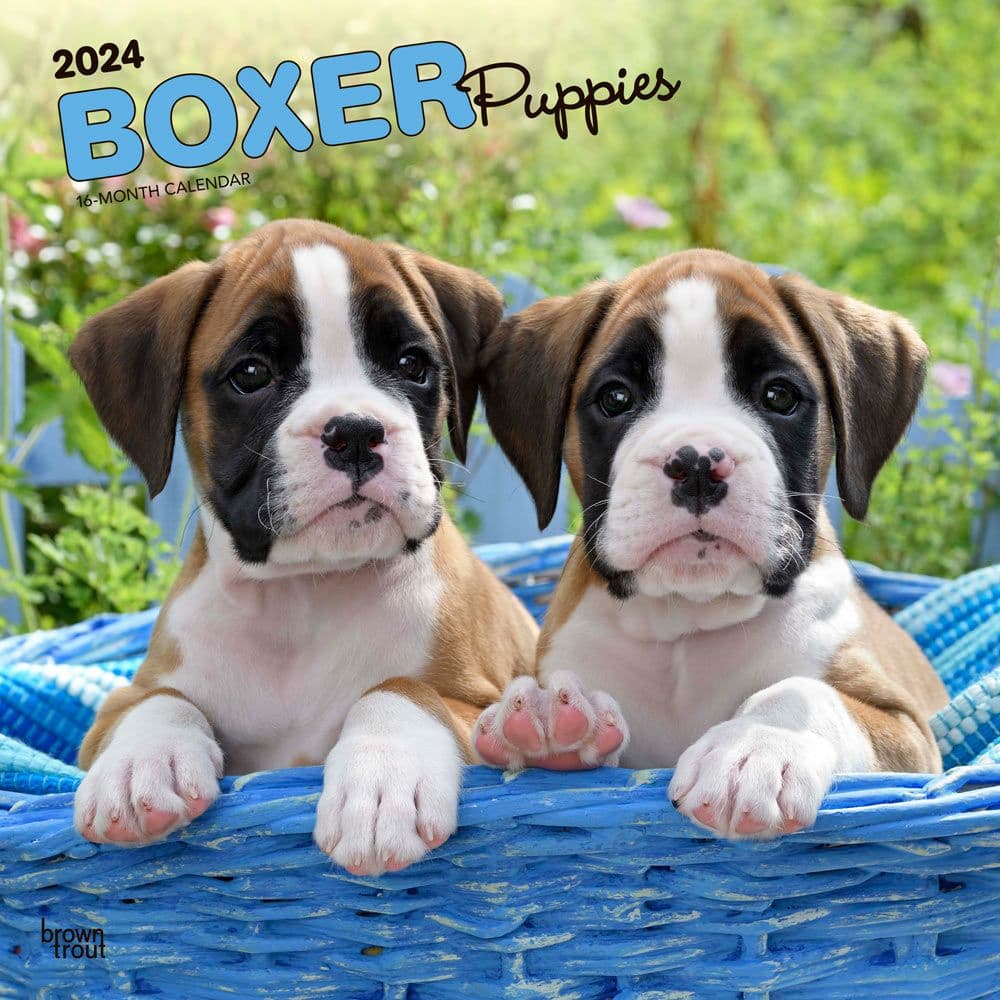 Boxer Puppies 2024 Wall Calendar