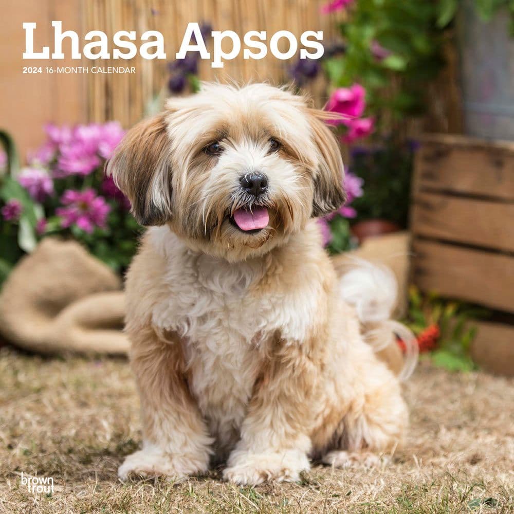 Lhasa Apsos 2024 Wall Calendar