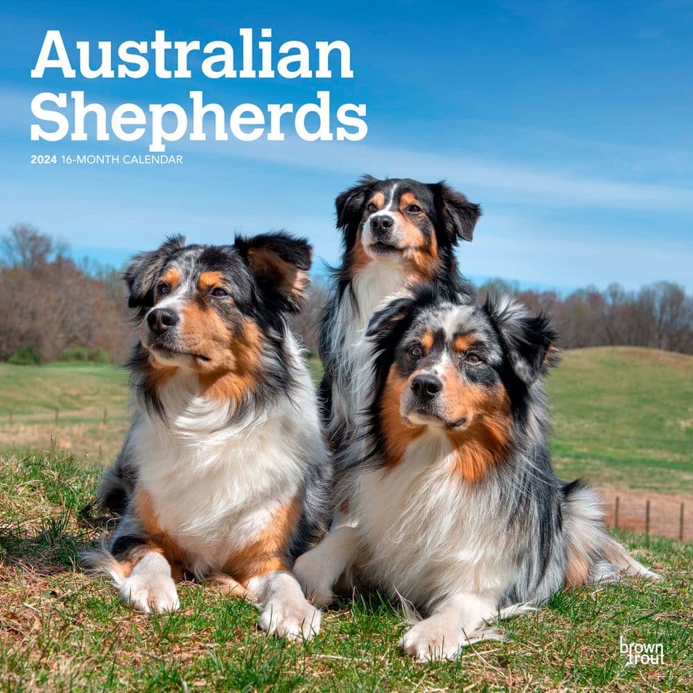 Australian Shepherds 2024 Wall Calendar