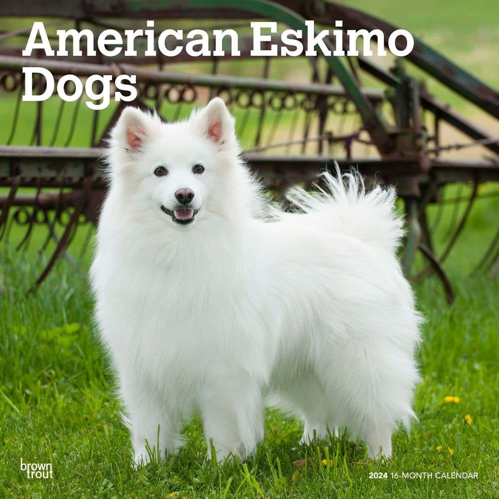 American Eskimo Dogs 2024 Wall Calendar