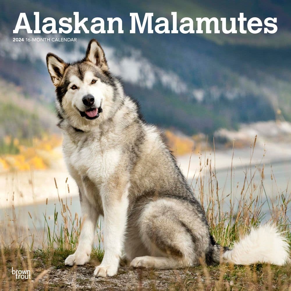 Alaskan Malamutes 2024 Wall Calendar