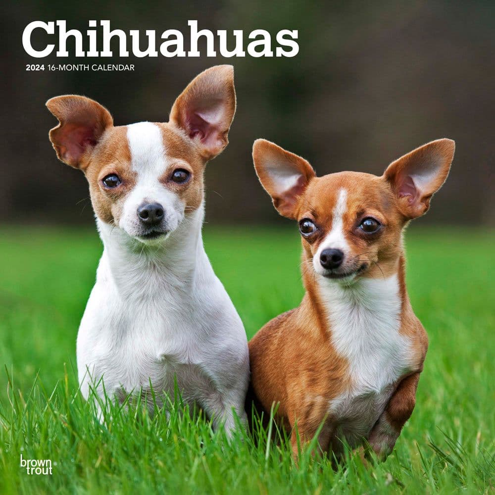 Chihuahuas 2024 Wall Calendar