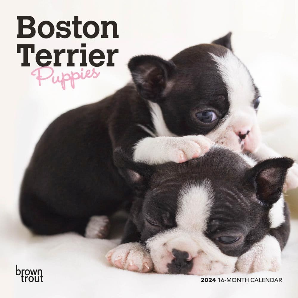 Boston Terrier Puppies 2024 Mini Wall Calendar