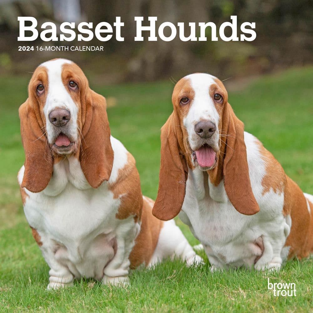 Basset Hound 2024 Mini Wall Calendar