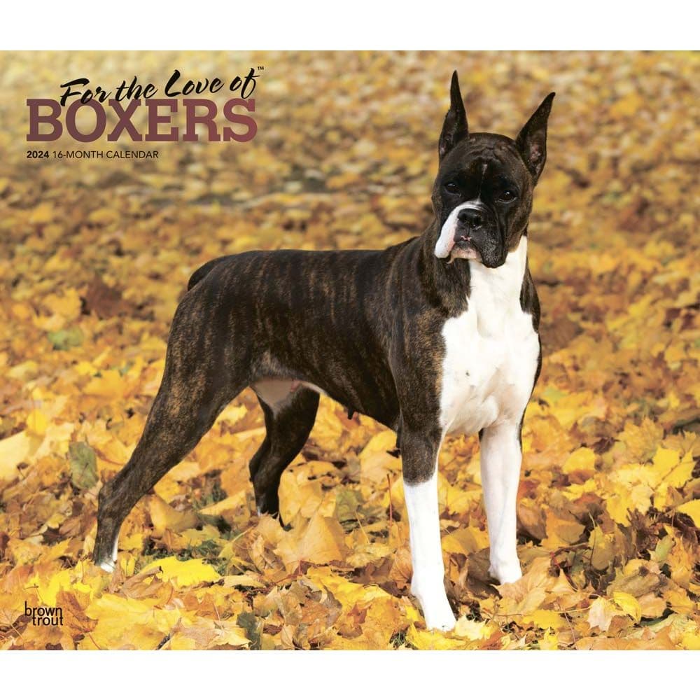 Boxers Deluxe 2024 Wall Calendar