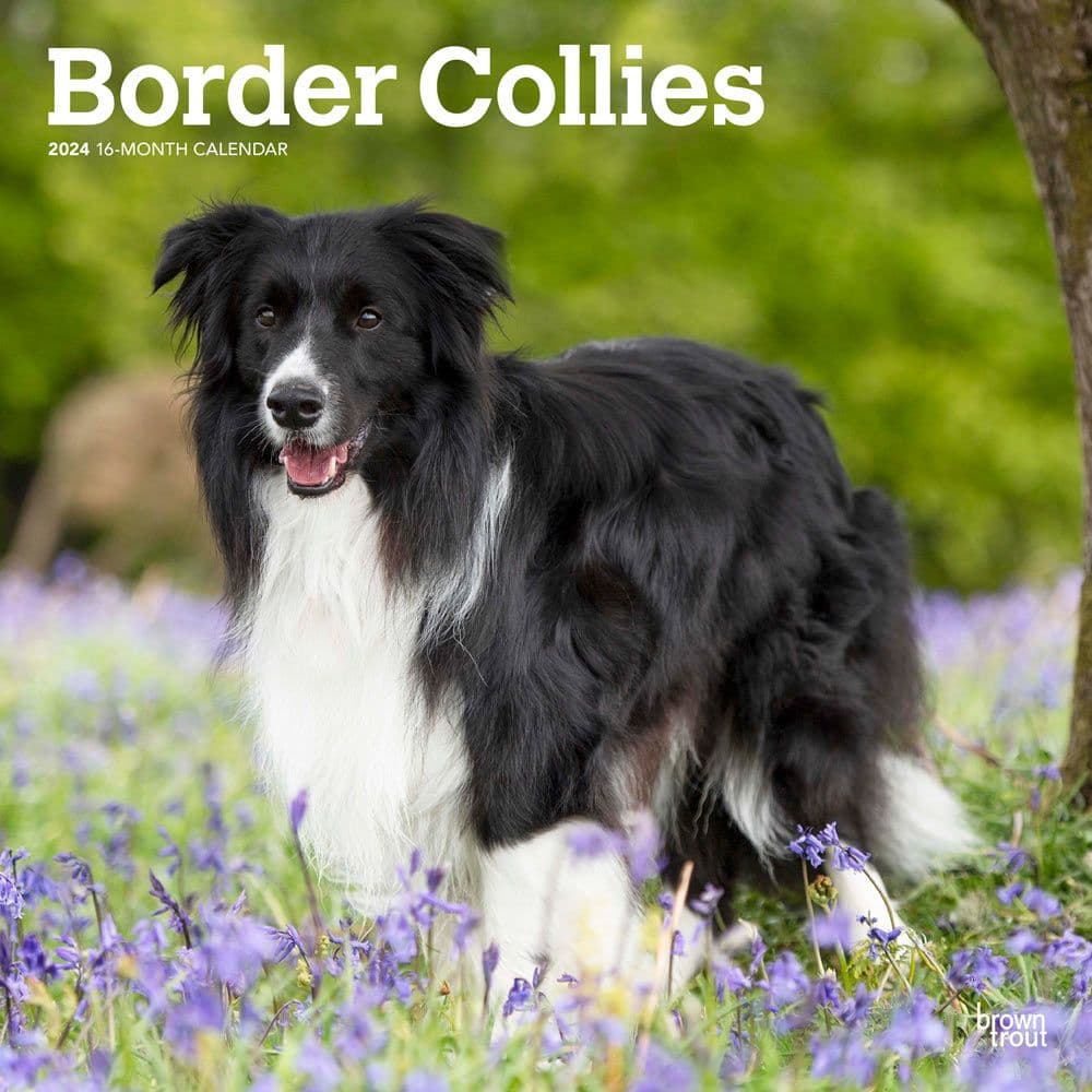 Border Collies  2024 Wall Calendar