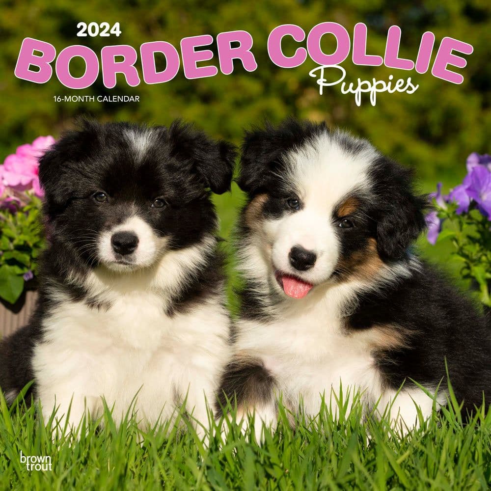 Border Collie Puppies 2024 Wall Calendar