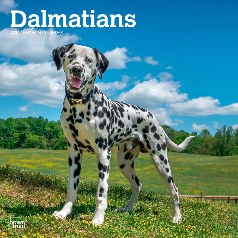 Dalmatians 2024 Wall Calendar