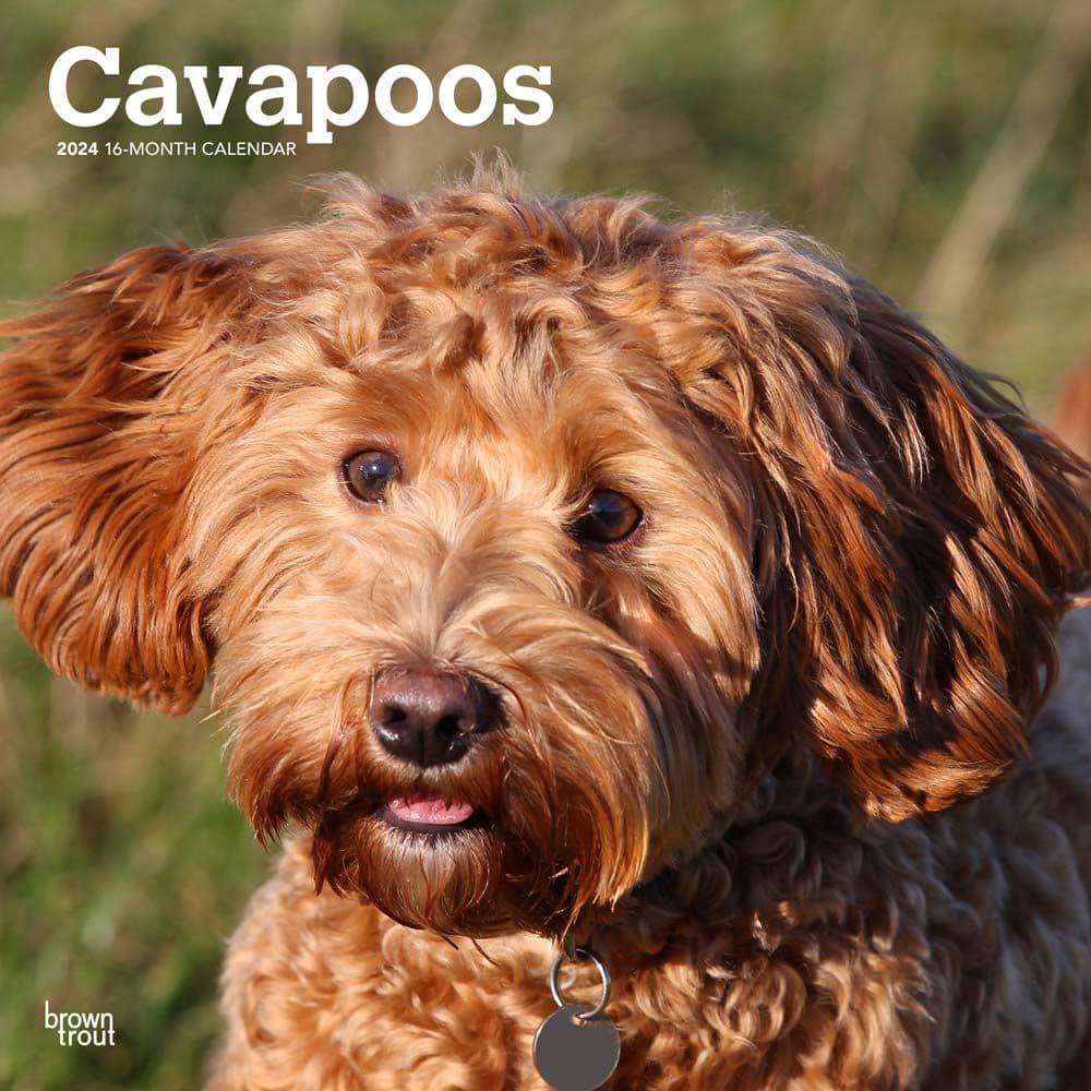 Cavapoos 2024 Wall Calendar