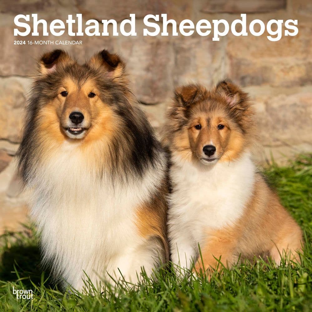 Shetland Sheepdogs 2024 Wall Calendar