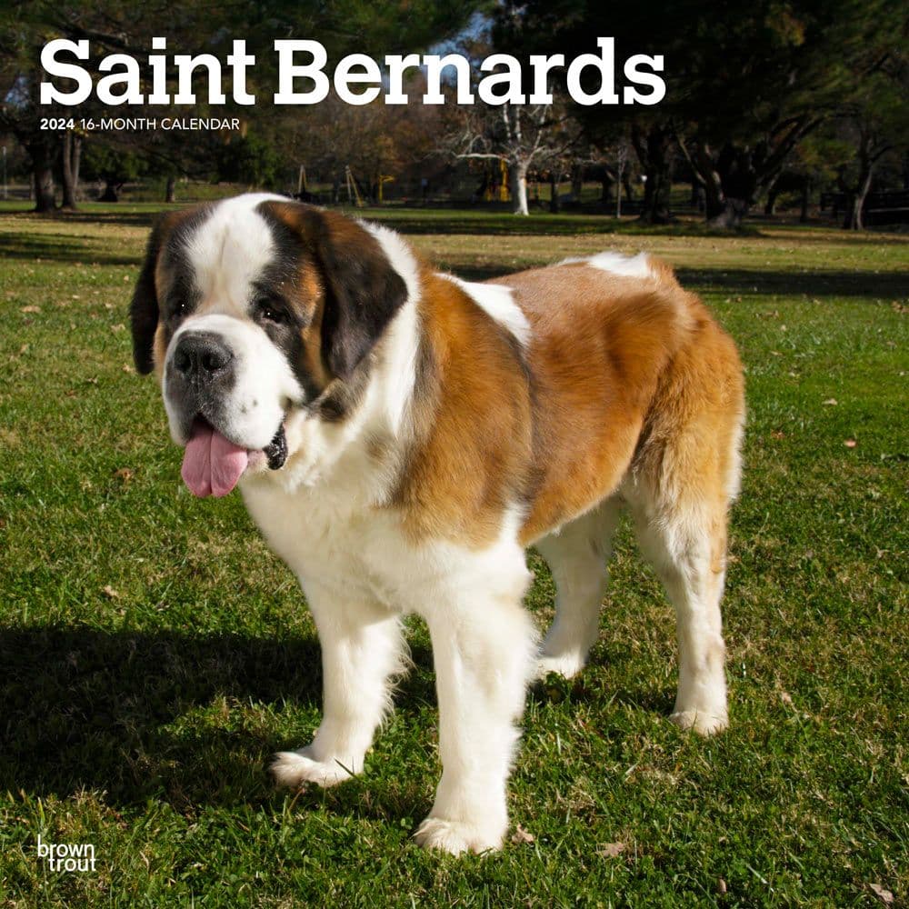 Saint Bernards 2024 Wall Calendar