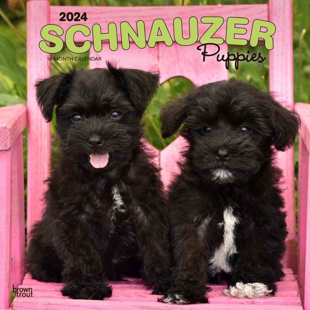 Schnauzer Puppies 2024 Wall Calendar