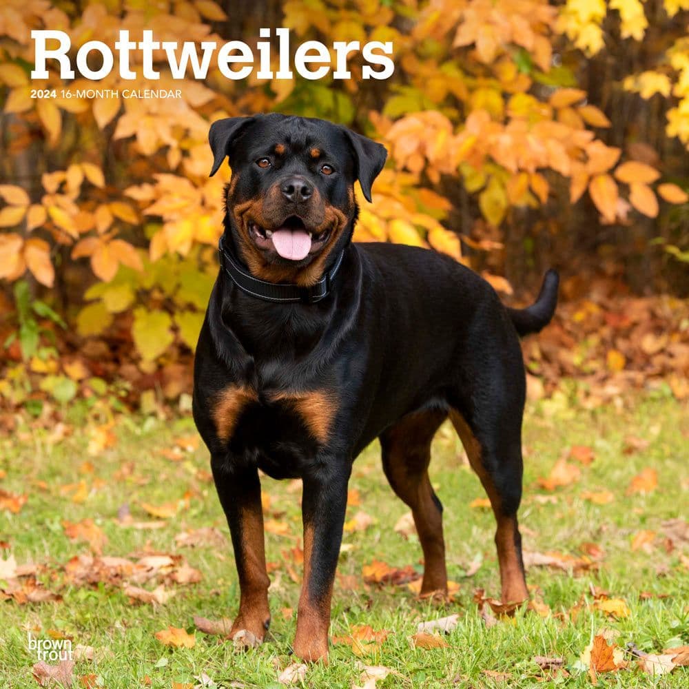 Rottweilers 2024 Wall Calendar