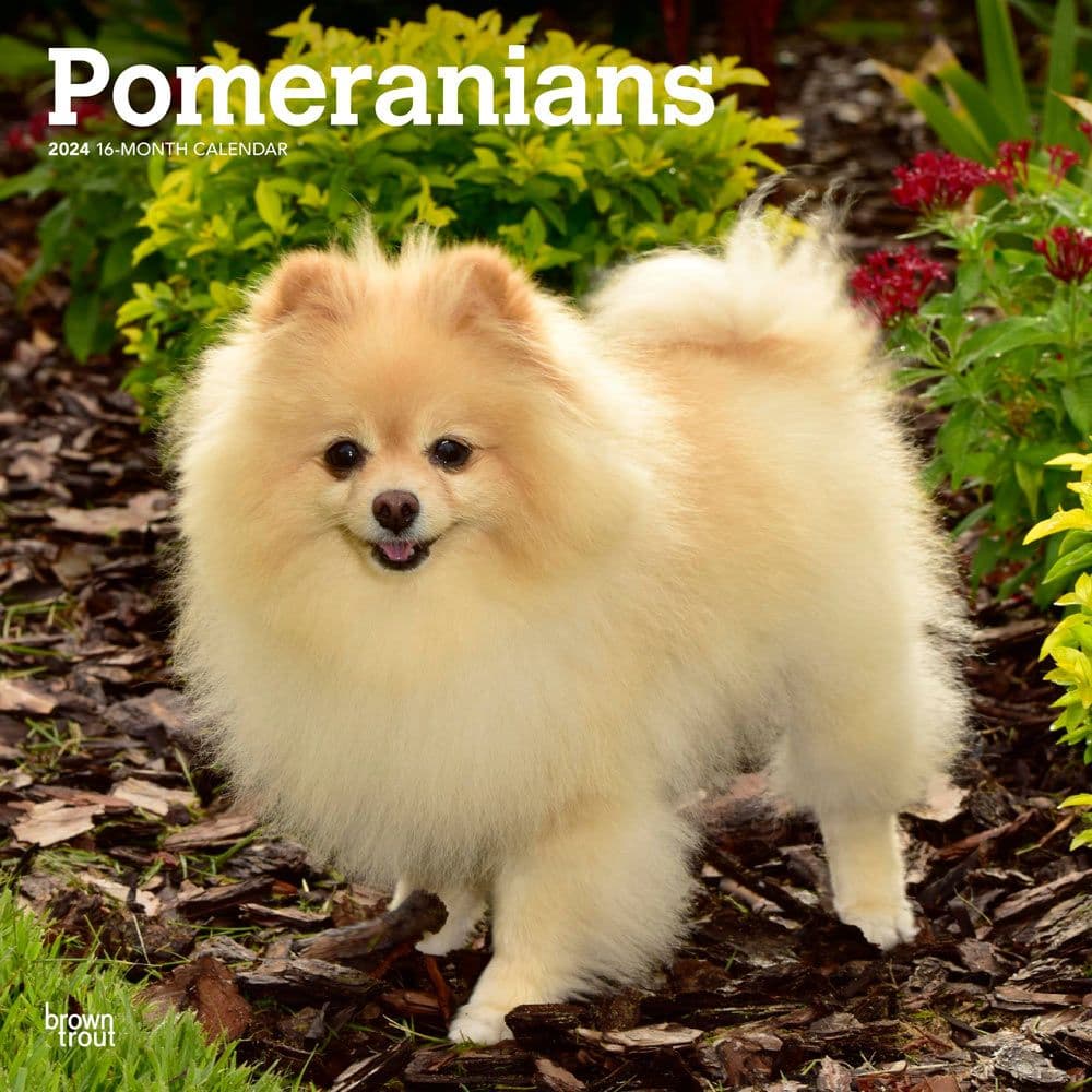 Pomeranians 2024 Wall Calendar