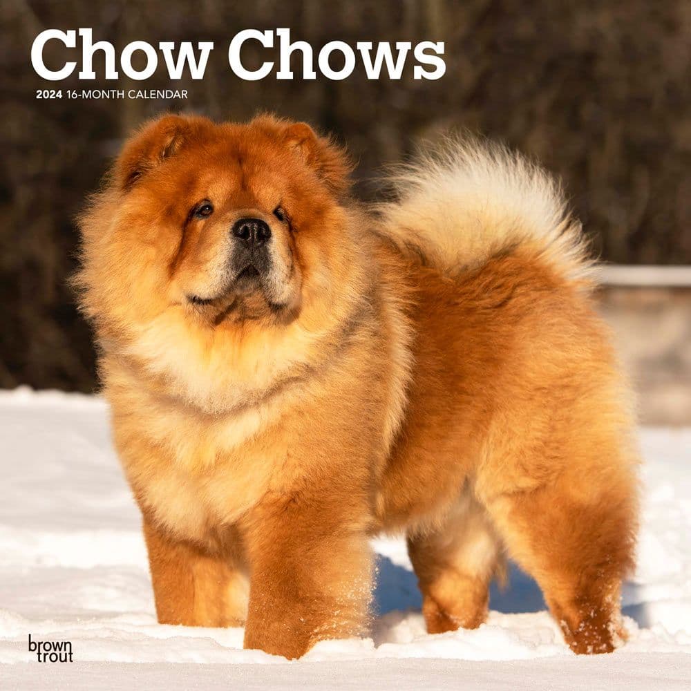 Chow Chows  2024 Wall Calendar