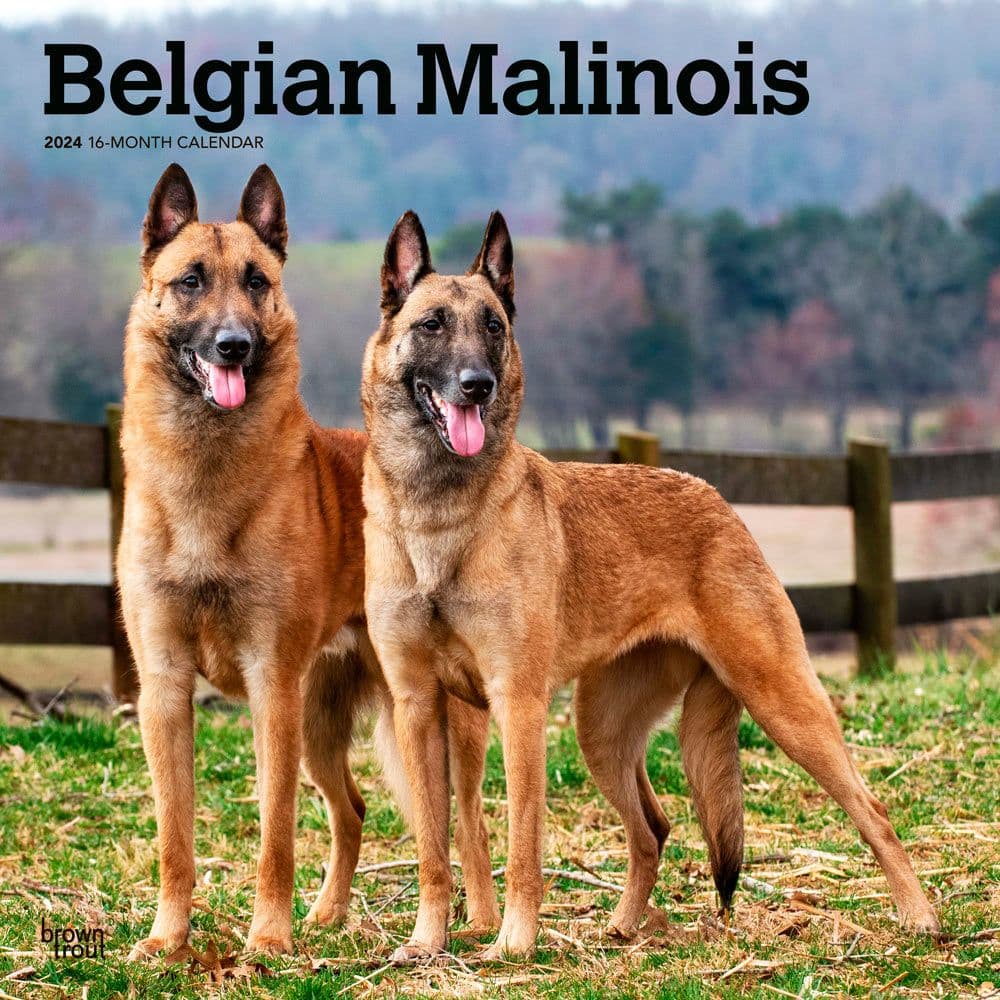 Belgian Malinois 2024 Wall Calendar