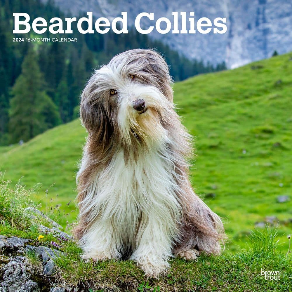 Bearded Collies 2024 Wall Calendar