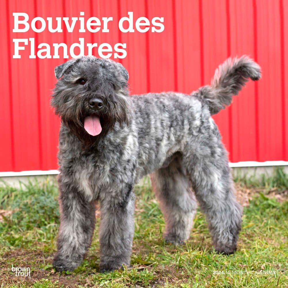 Bouvier des Flandres 2024 Wall Calendar