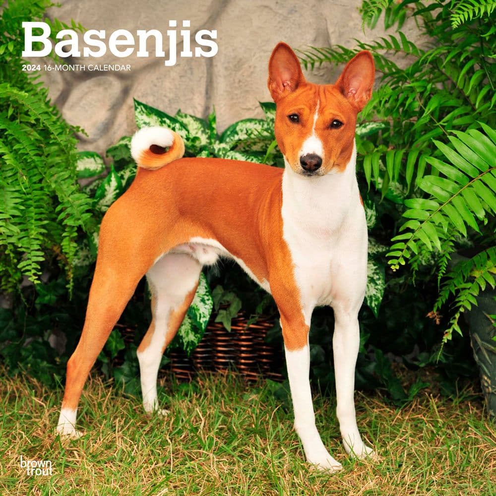 Basenjis 2024 Wall Calendar