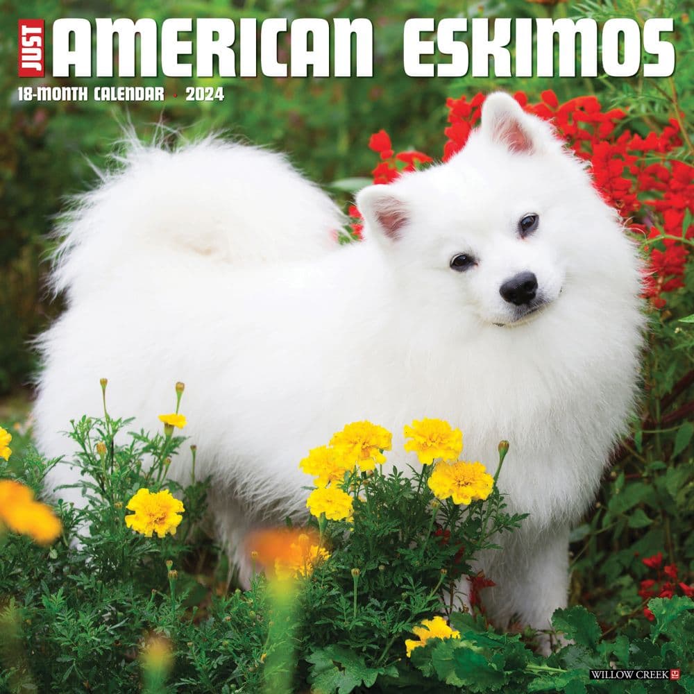 Just American Eskimo Dogs 2024 Wall Calendar