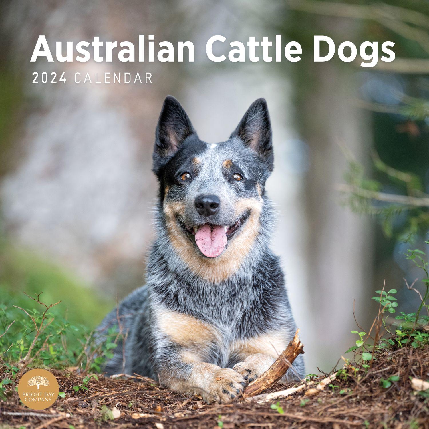 Australian Cattle Dogs 2024 Wall Calendar