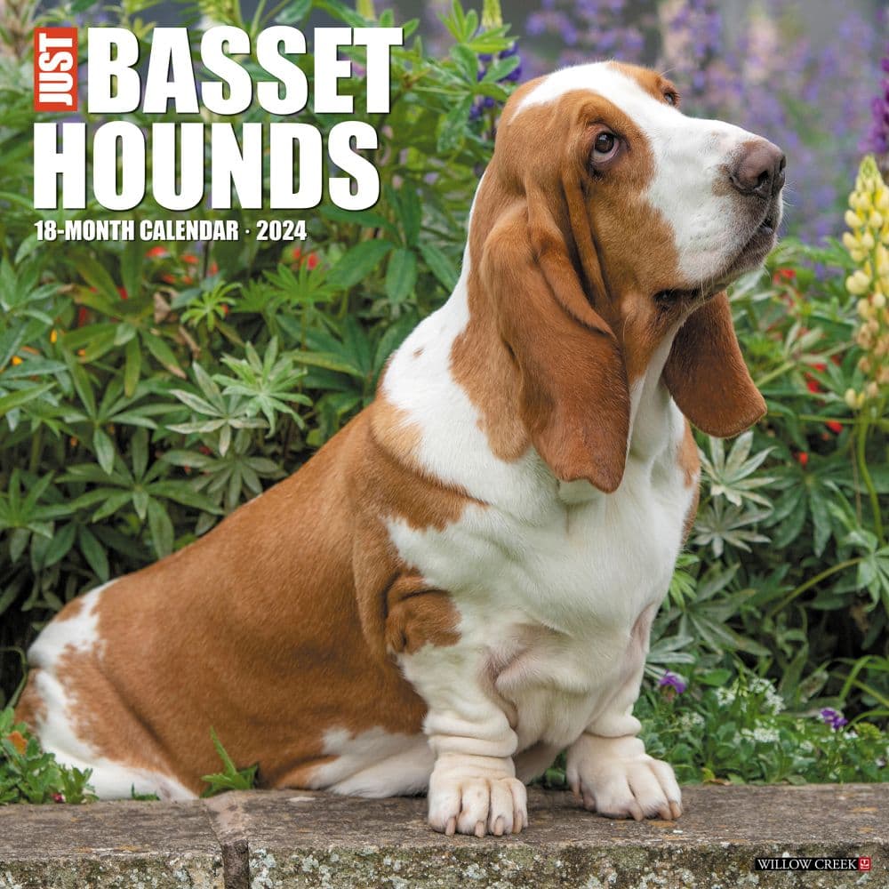 Just Basset Hounds 2024 Wall Calendar