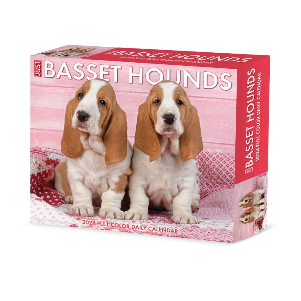 Just Basset Hounds 2024 Desk Calendar