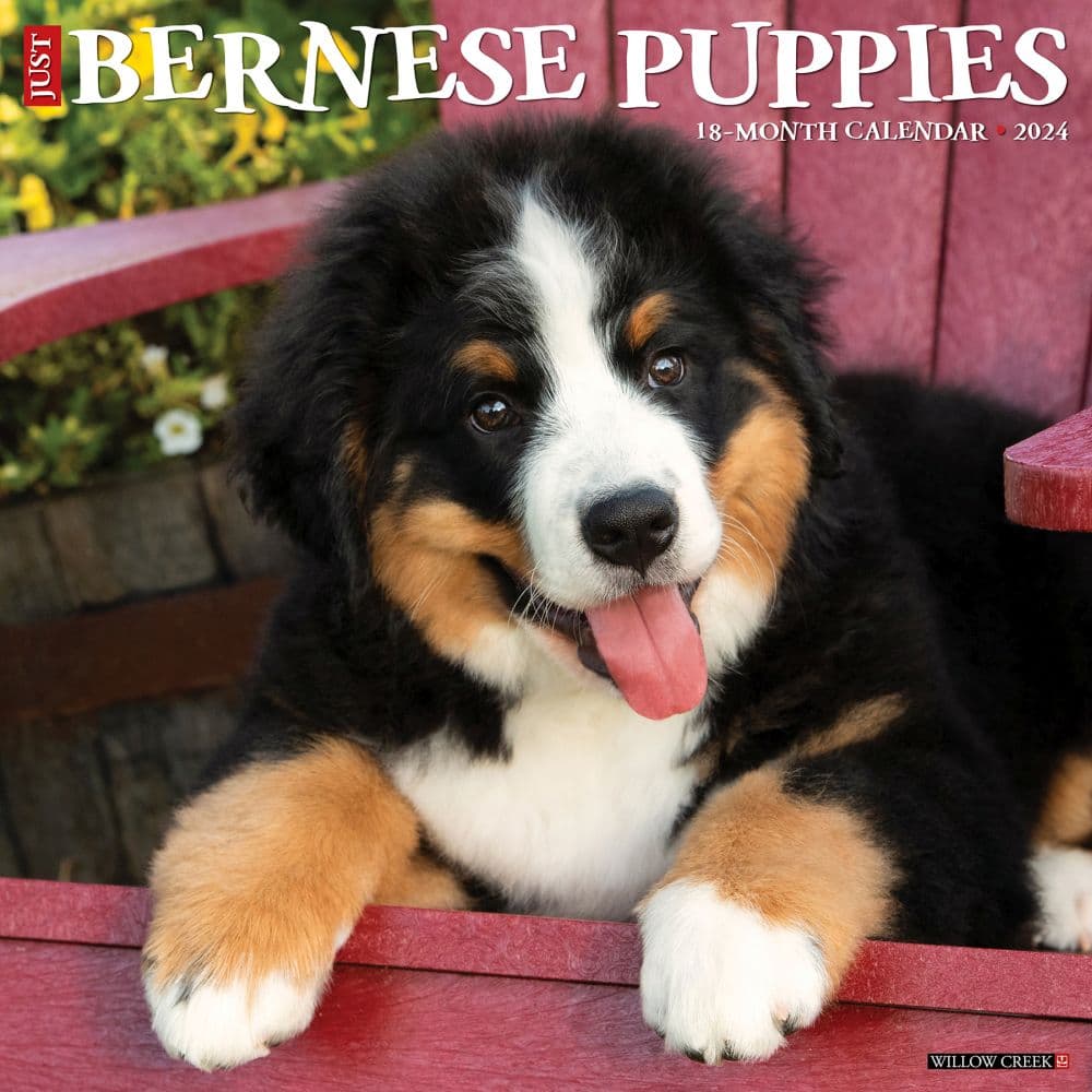 Just Bernese Mountain Puppies 2024 Wall Calendar