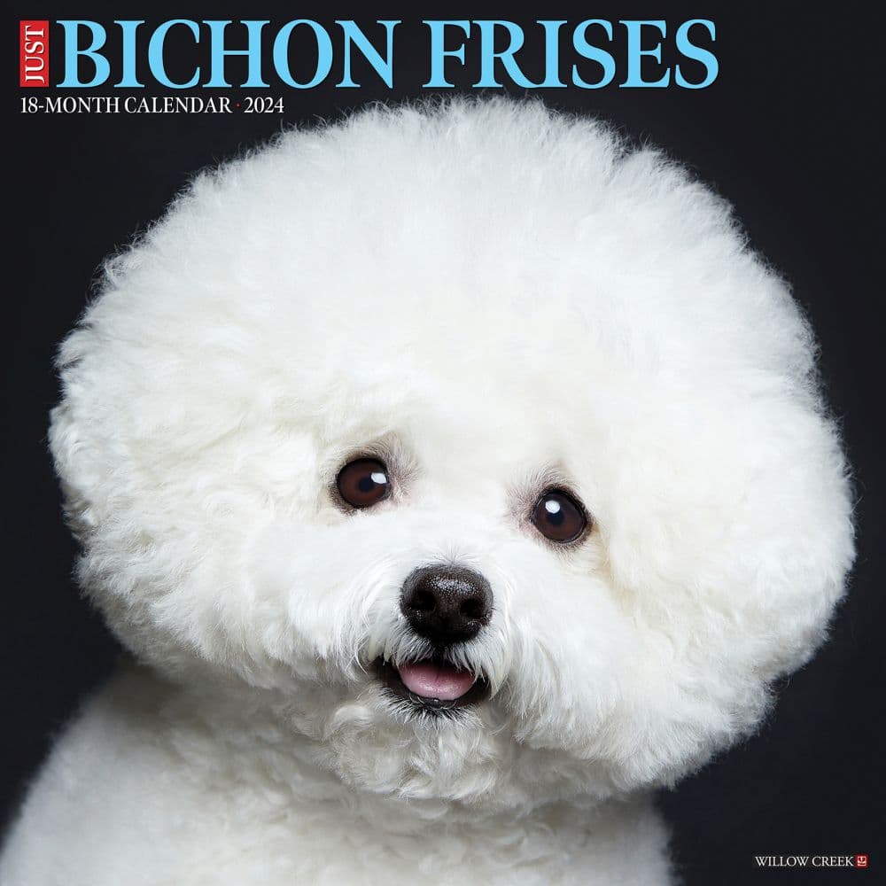 Just Bichon Frises 2024 Wall Calendar